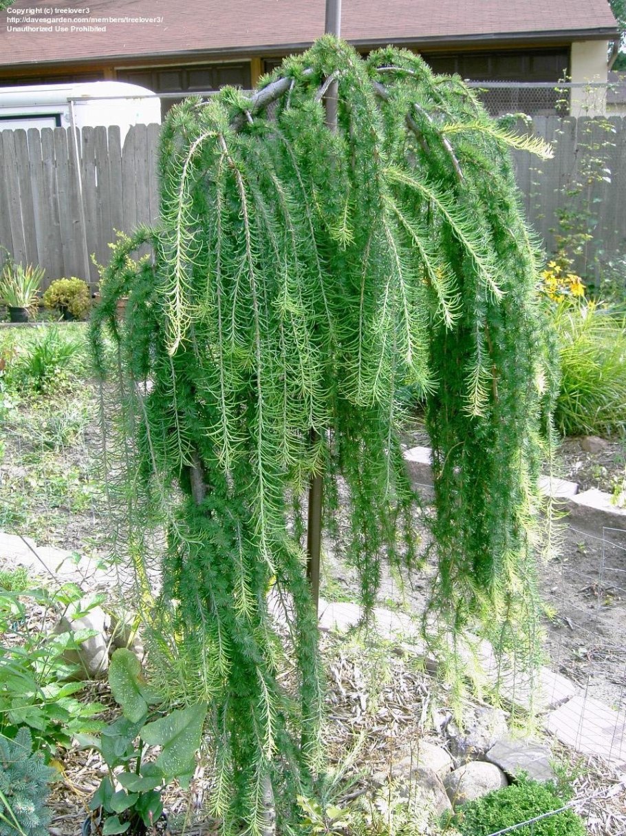 Лиственница Кемпфера (Larix kaempferi)