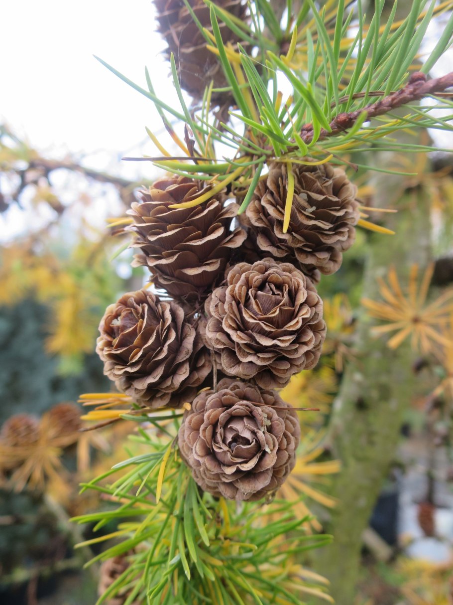 Лиственница европейская Larix decidua pendula