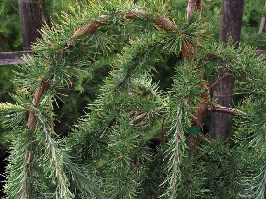 Лиственница тонкочешуйчатая Larix kaempferi