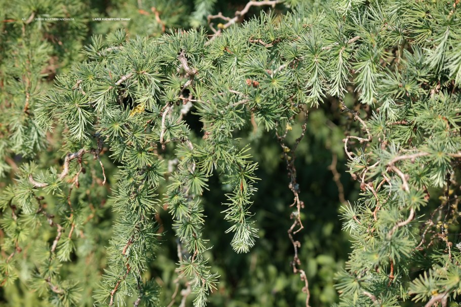 Лиственница японская Стиф Випер