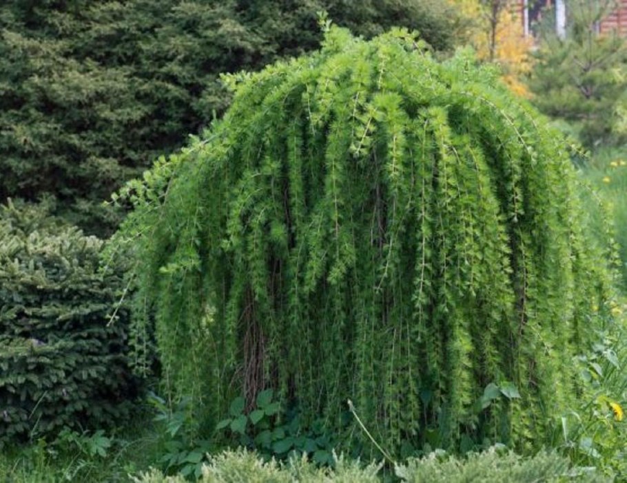 Лиственница японская Пендула (Larix kaempferi pendula)