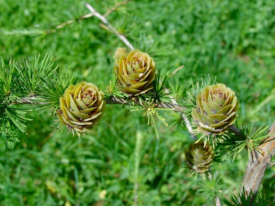 Лиственница Larix kaempferi