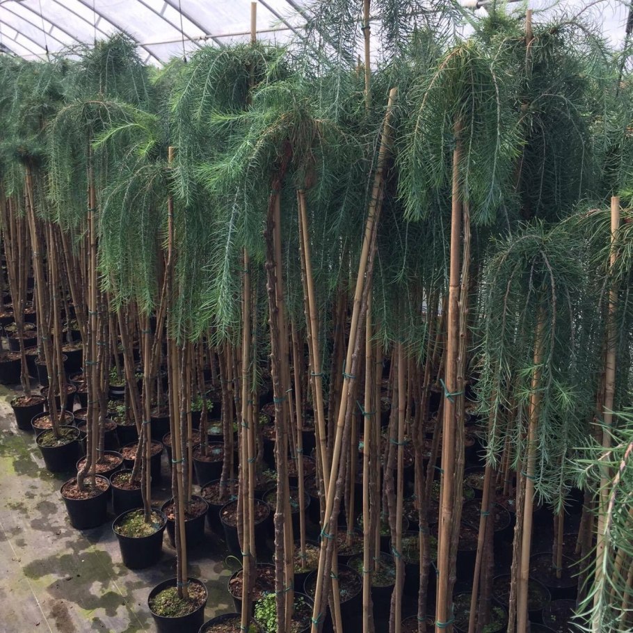 Larix kaempferi Blue Dwarf лиственница