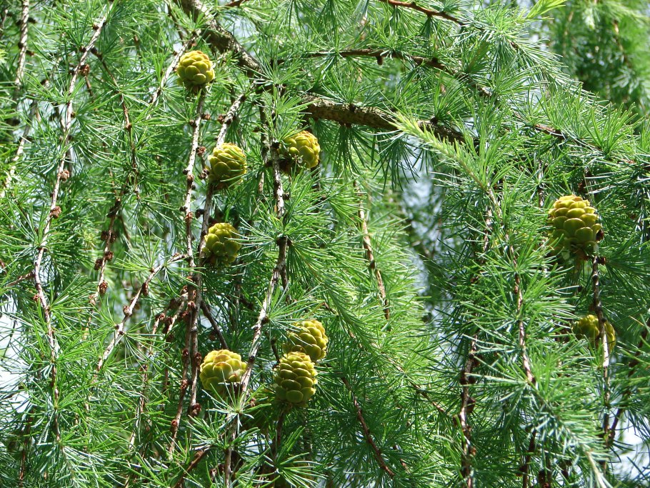 Лиственница Кемпфера шишки