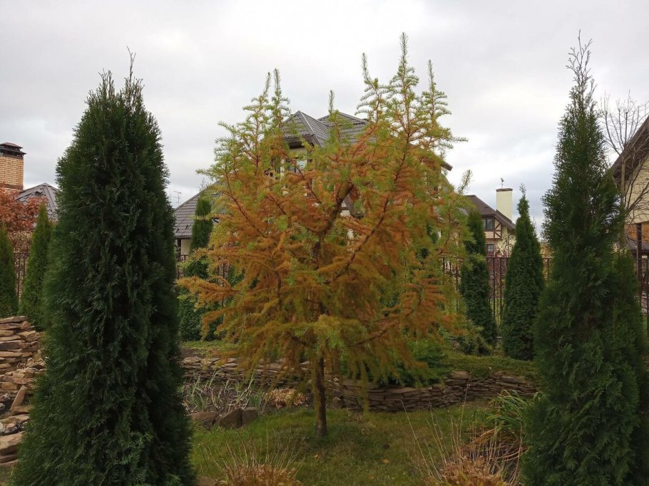 Лиственница Ларикс Пендула