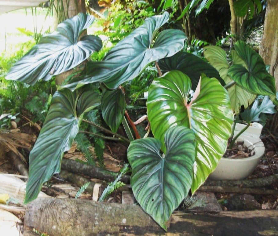 Филодендрон Зебра