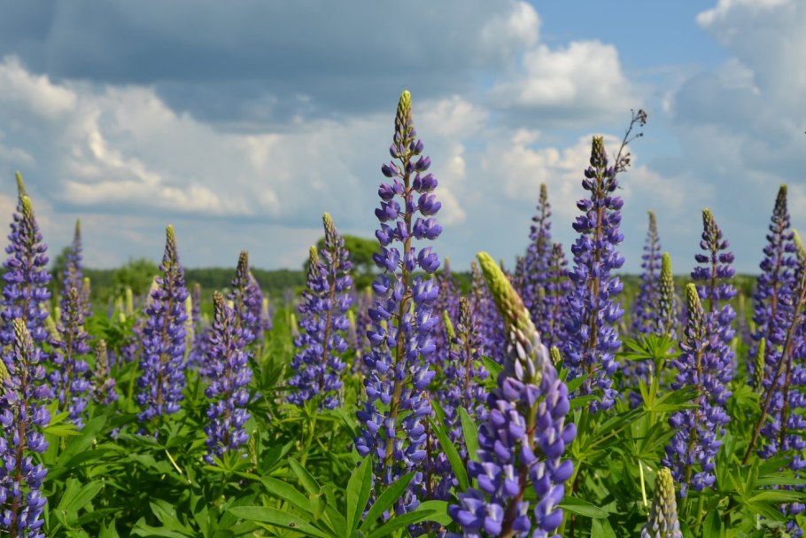 Растения Калужского края