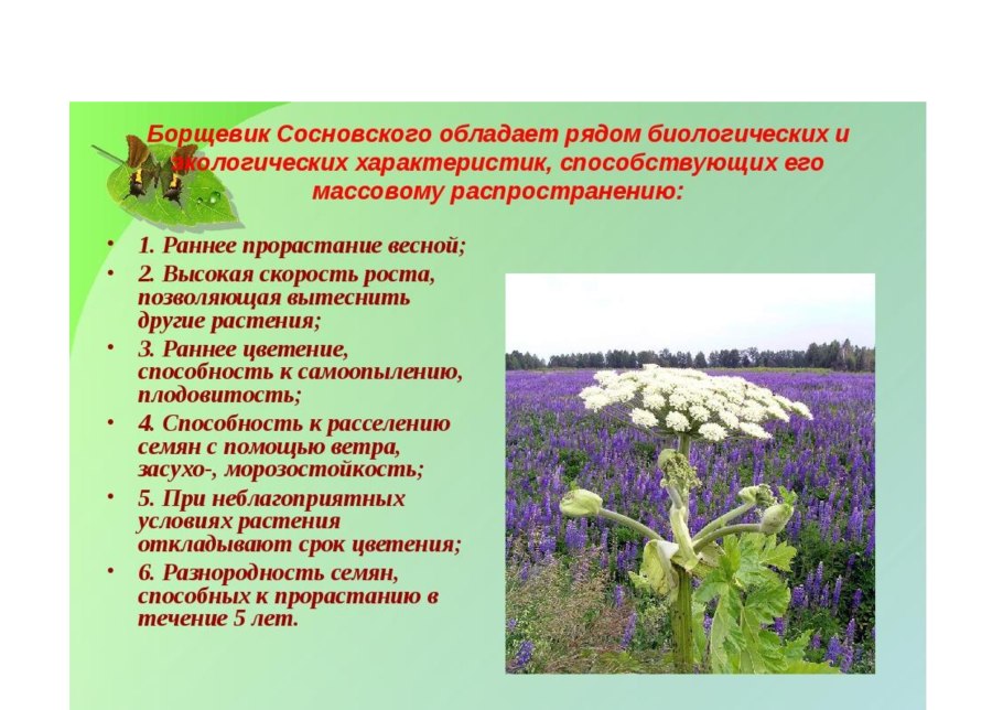 Памятка борщевик Сосновского