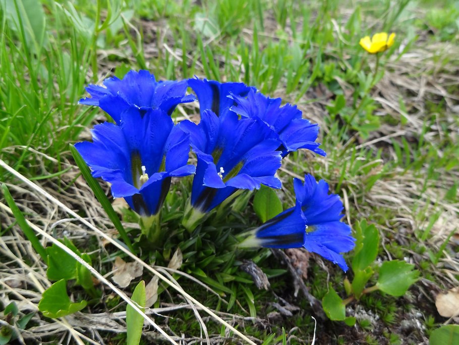 Горечавка Алтайская