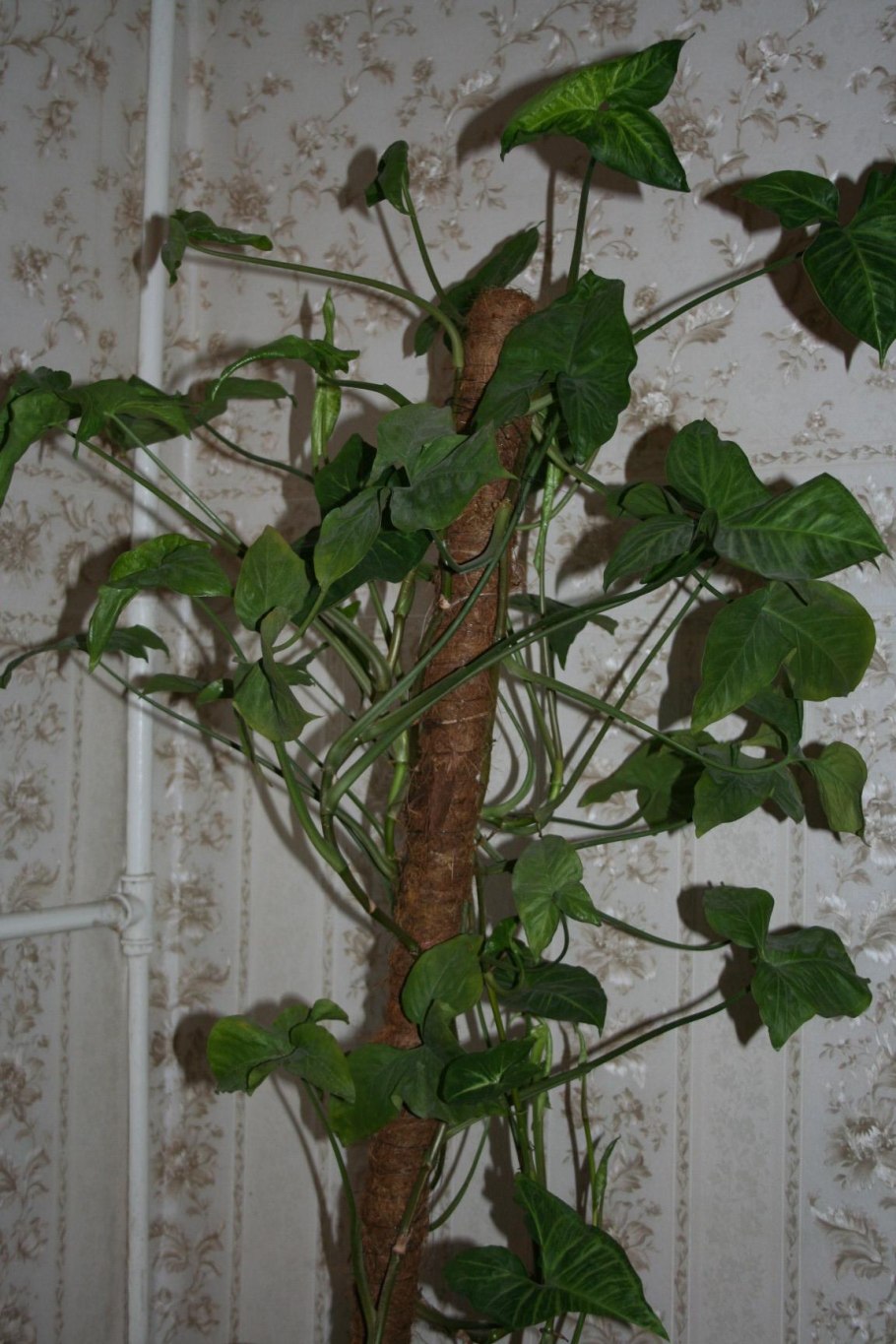 Сингониум Starlite