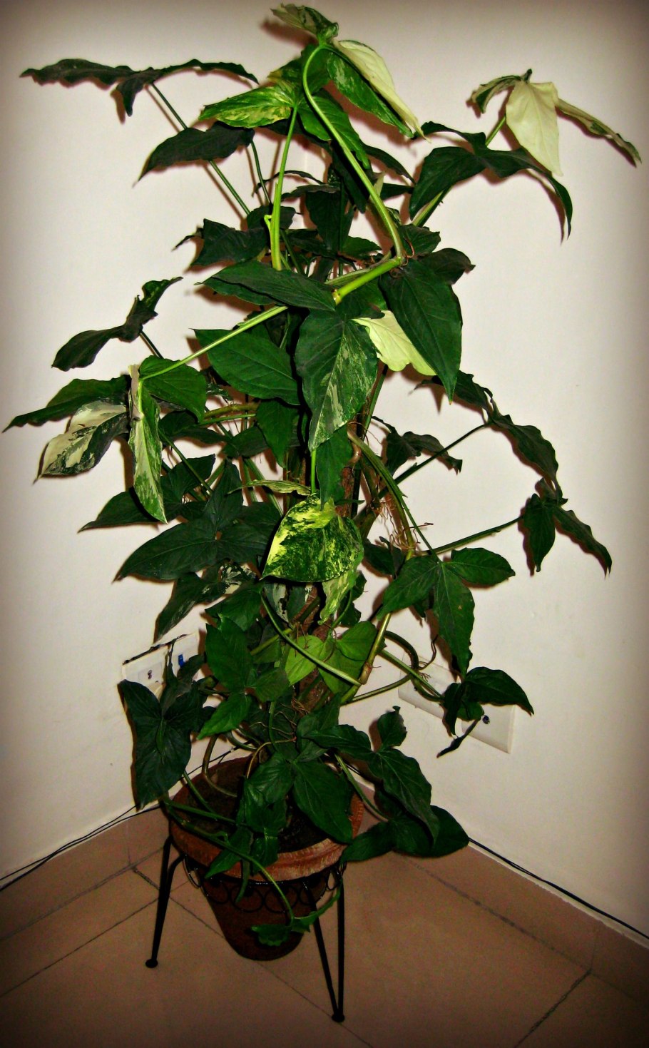 Сингониум трехлистный