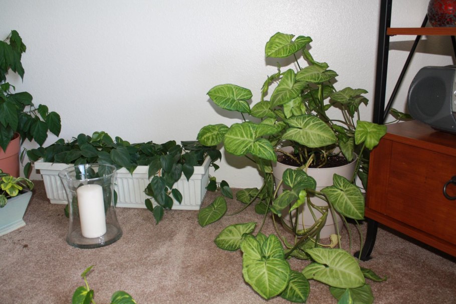 Сингониум Вьюн