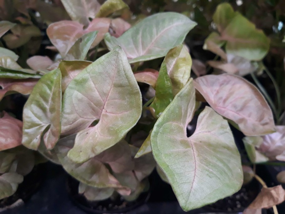 Сингониум Neon robusta