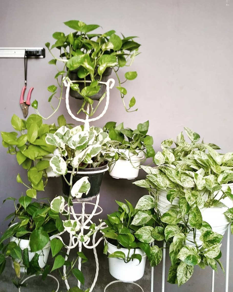 Сингониум Арроу