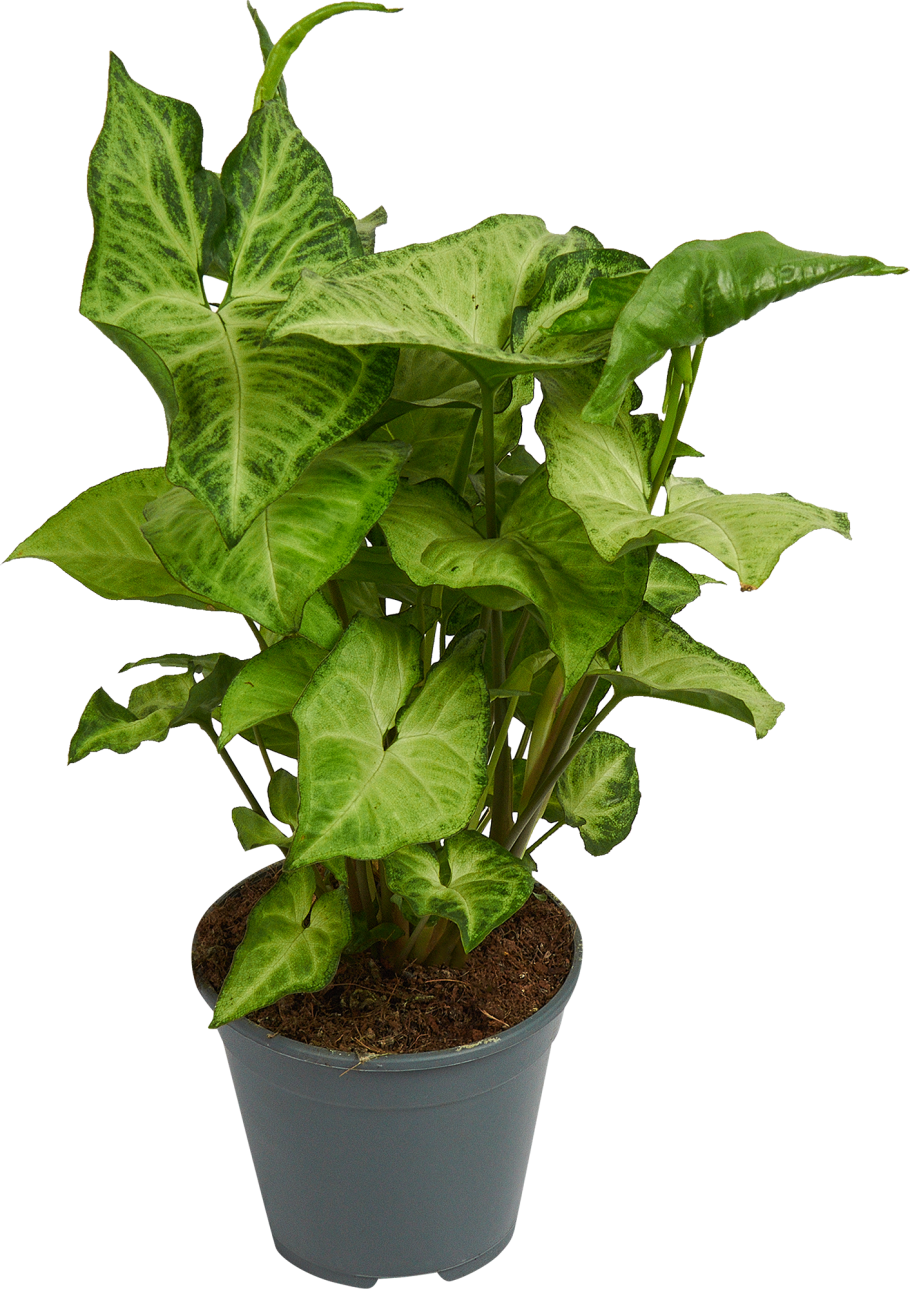 Лиана сциндапсус сингониум