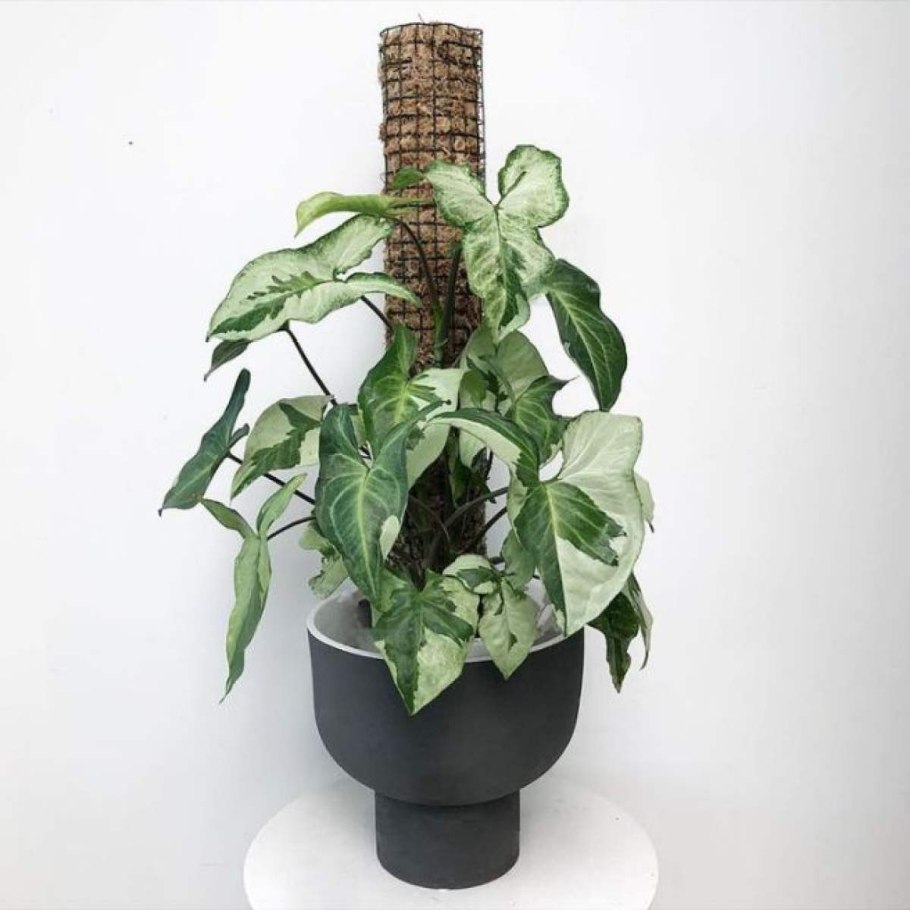 Сингониум Regina Red