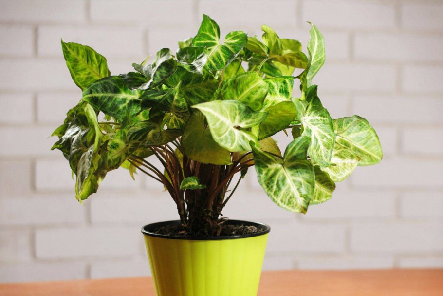 Сингониум Вариегата