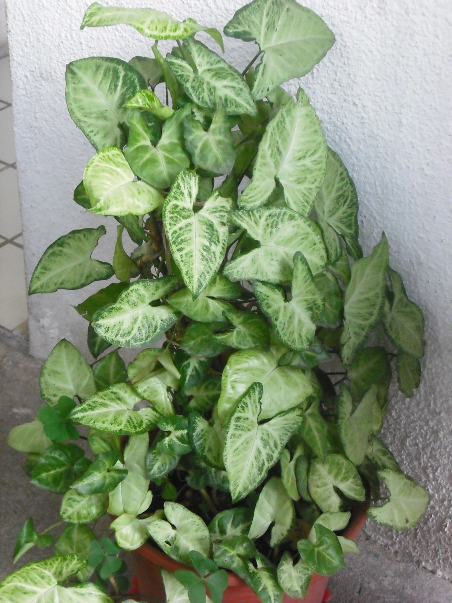 Сингониум Ушастый