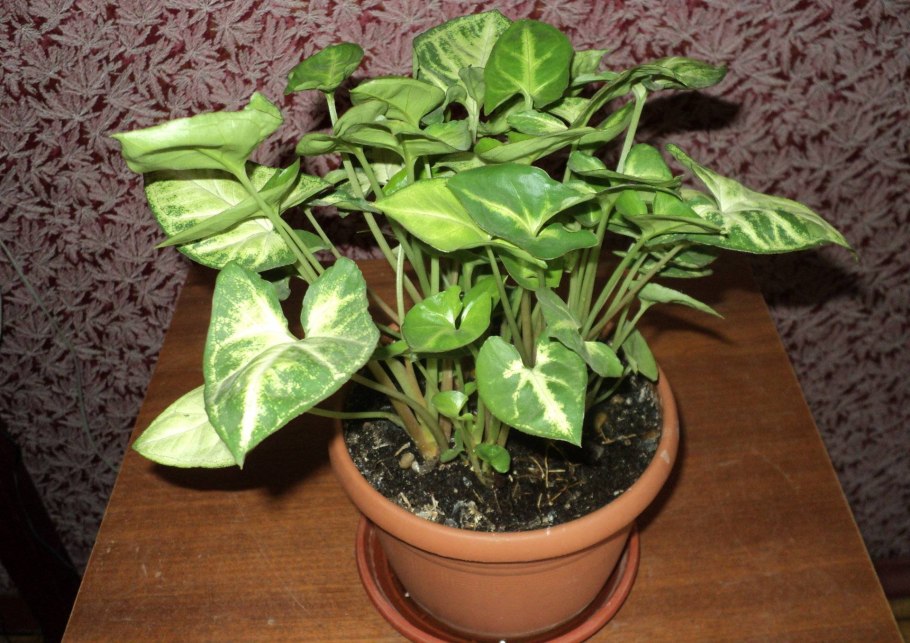 Bougainvillea glabra сциндапсус