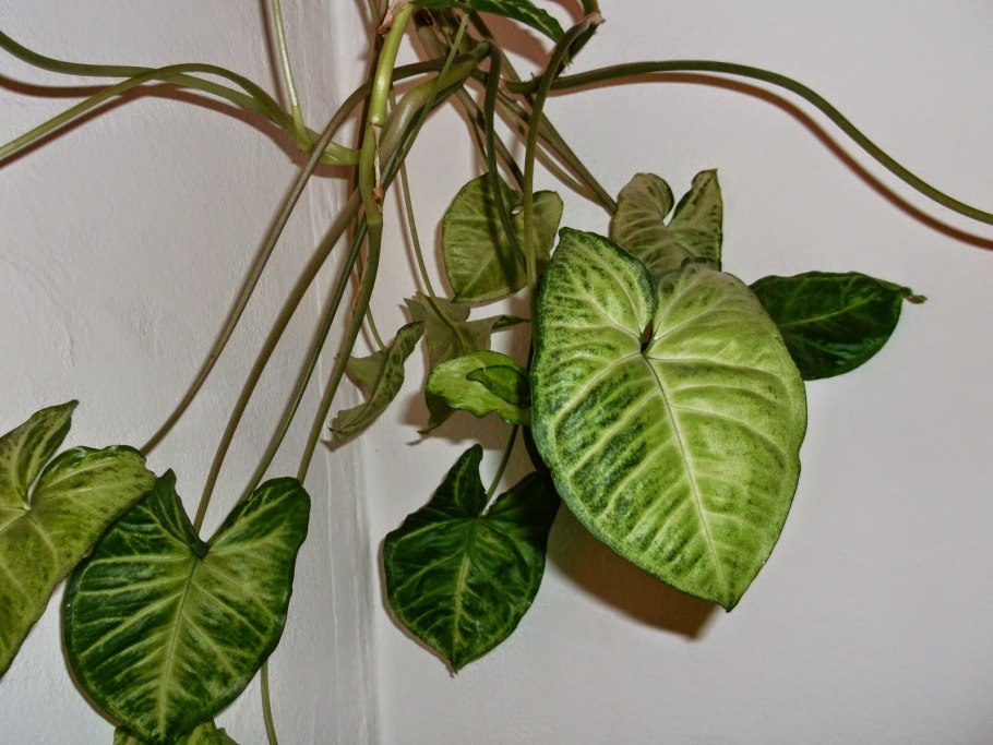 Нефтитис (NEPHTHYTIS poisonii)