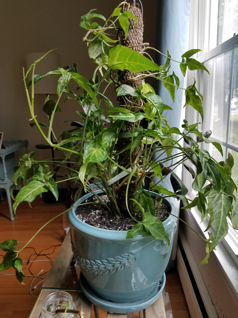 Сциндапсус подвязка