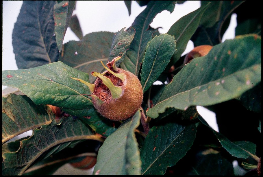Ugly Fruit