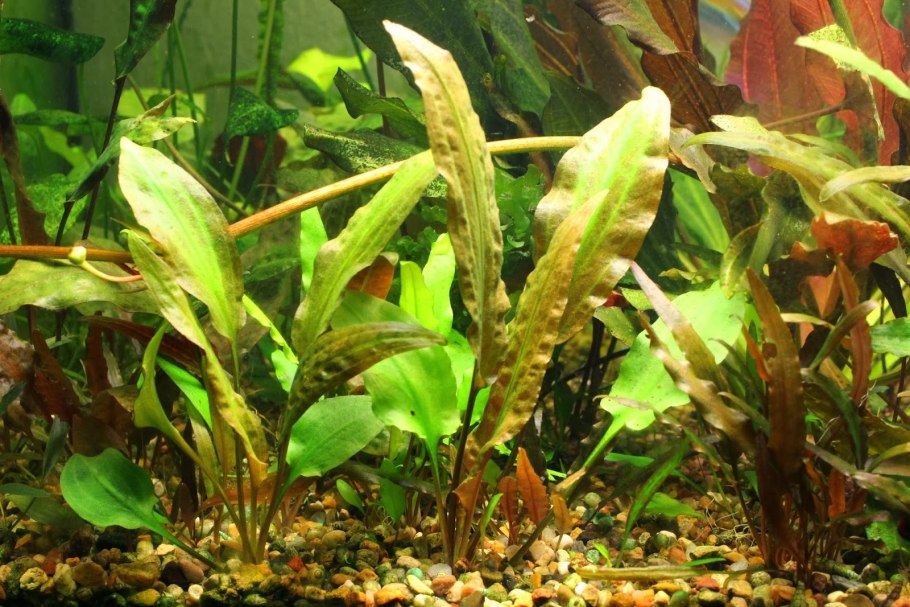 Криптокорина Вендта аффинис