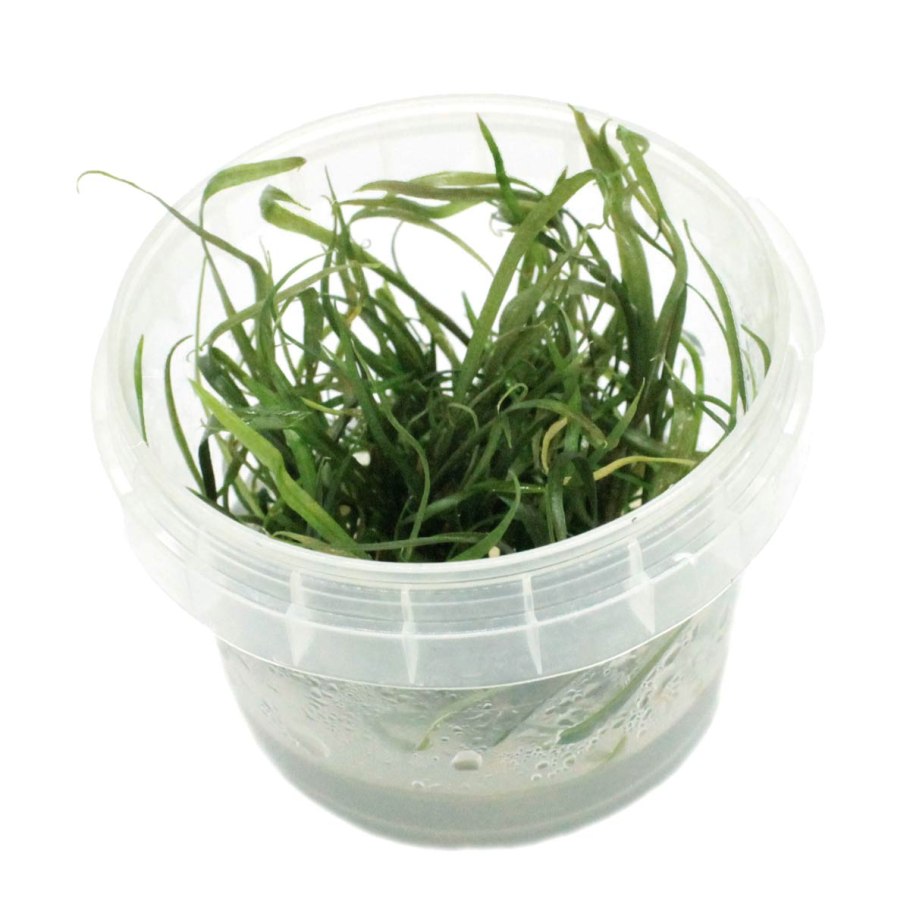 Cryptocoryne crispatula var. Tonkinensis