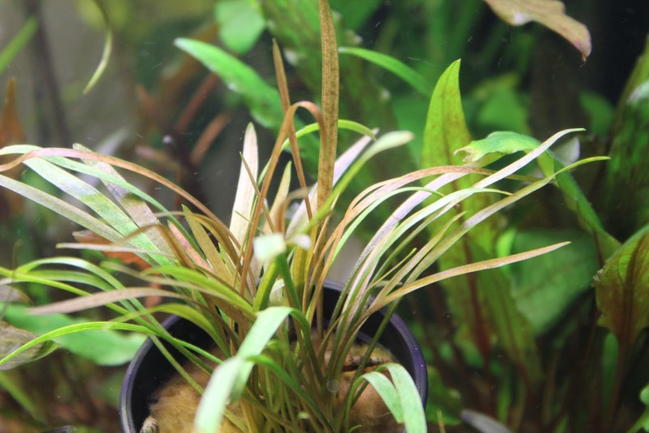 Cryptocoryne Tonkinensis/ Криптокорина тонкиненсис