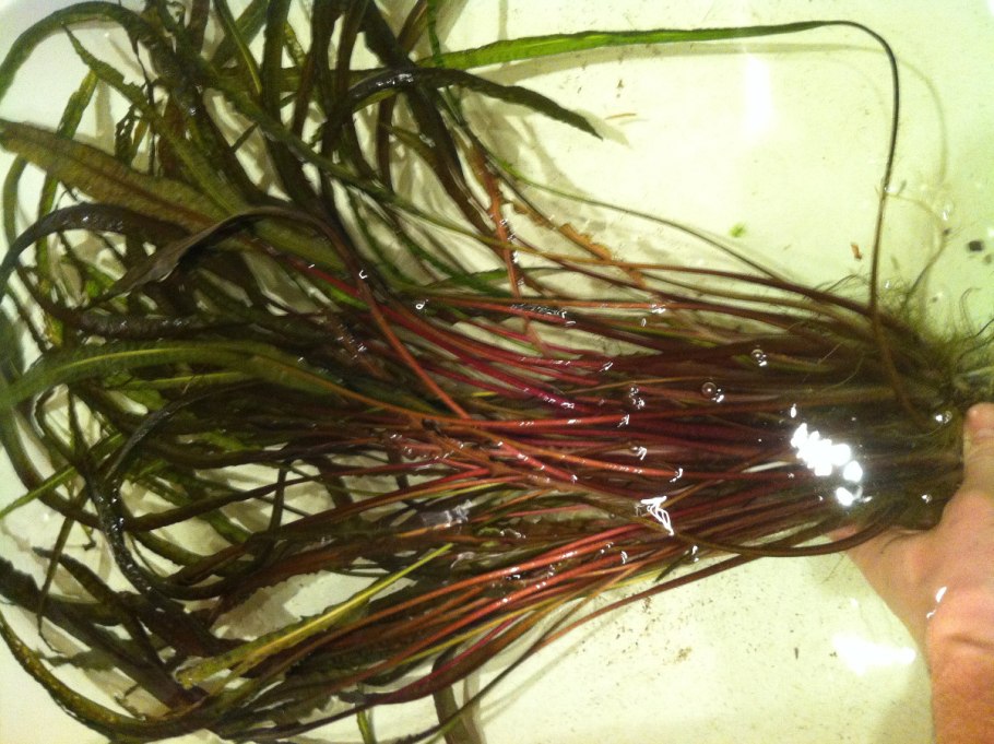 Криптокорина криспатула