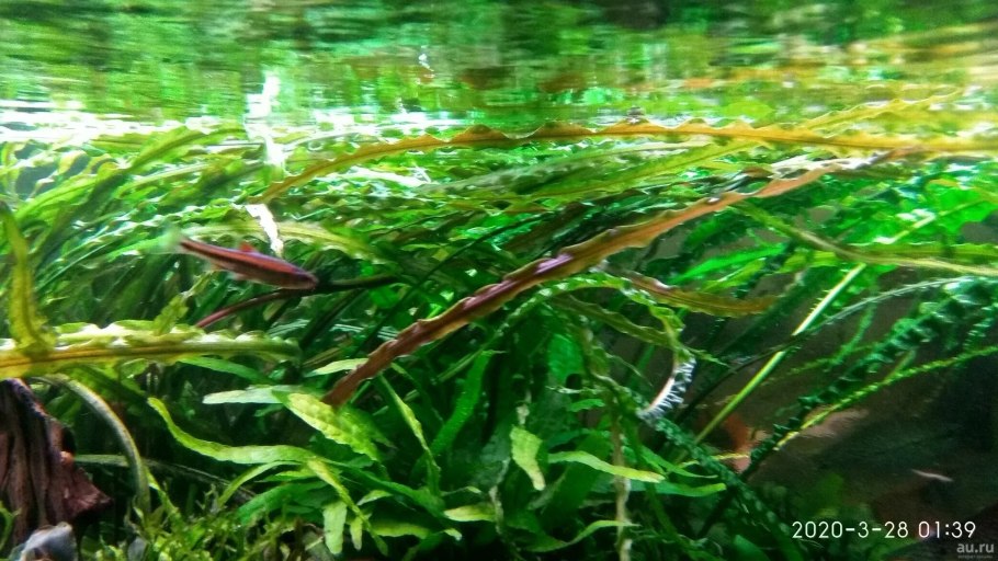 Криптокорина криспатула