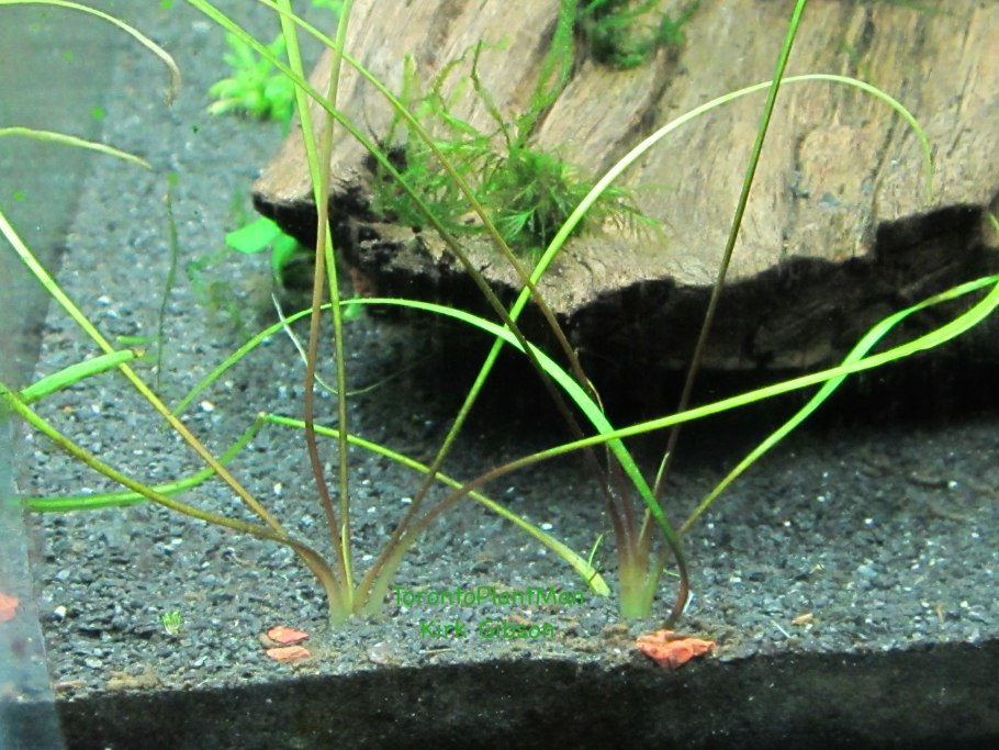 Криптокорина криспатула тонкиненсис