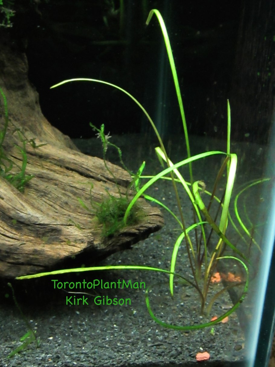 Криптокорина ретроспиралис