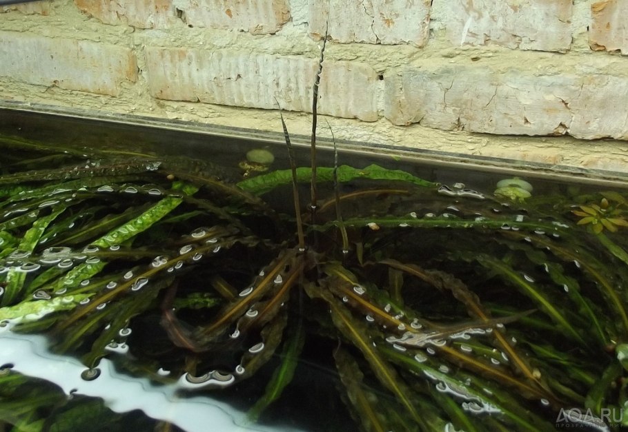 Cryptocoryne Tonkinensis/ Криптокорина тонкиненсис