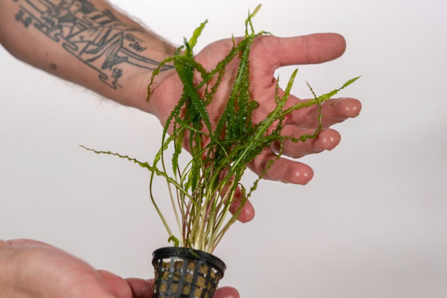 Криптокорина Рубра