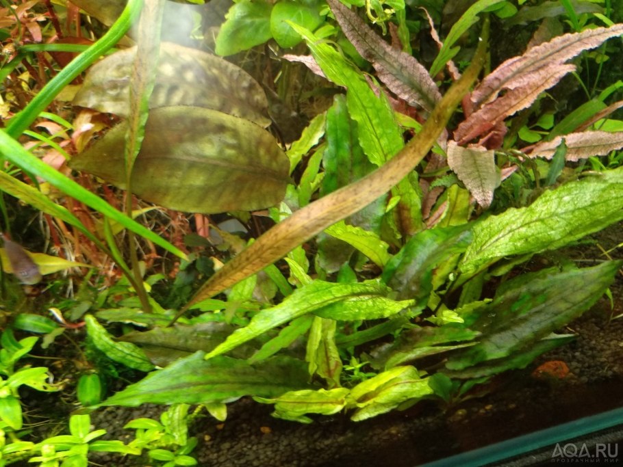 Криптокорина Альбида