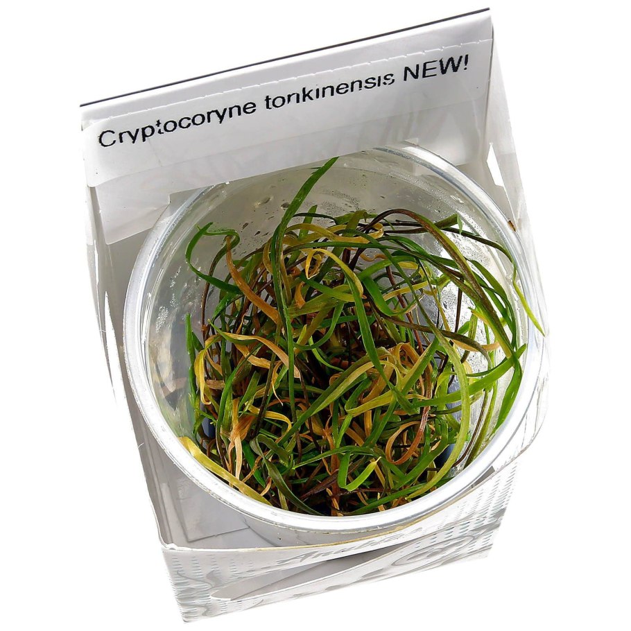 Cryptocoryne Tonkinensis t/c Cup-1 Криптокорина тонкиненсис