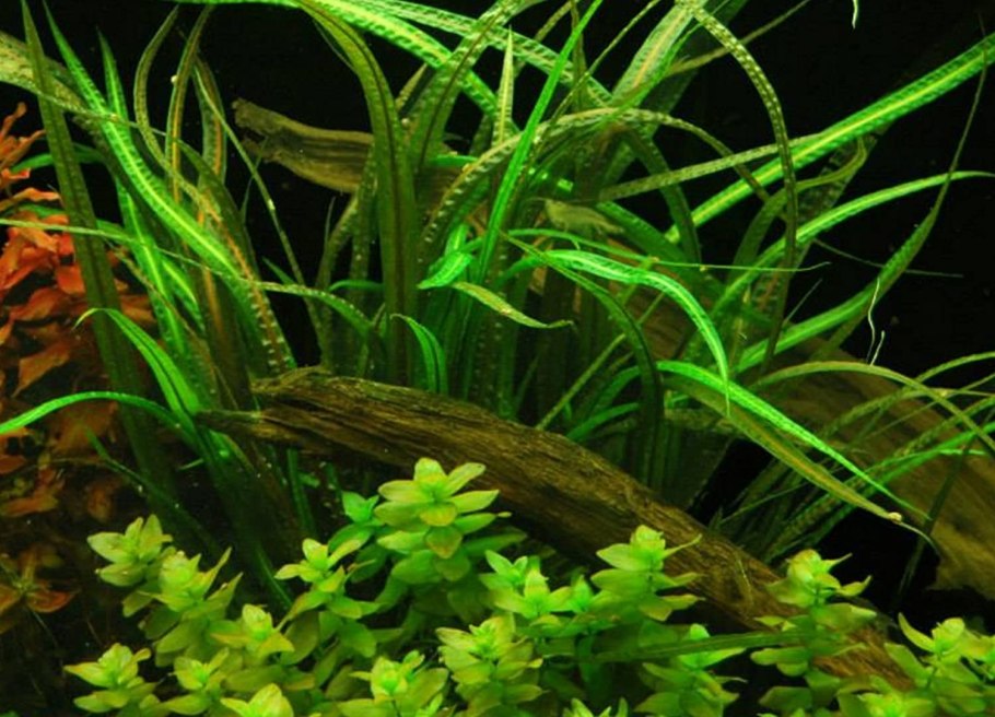 Криптокорина криспатула флассидифолия