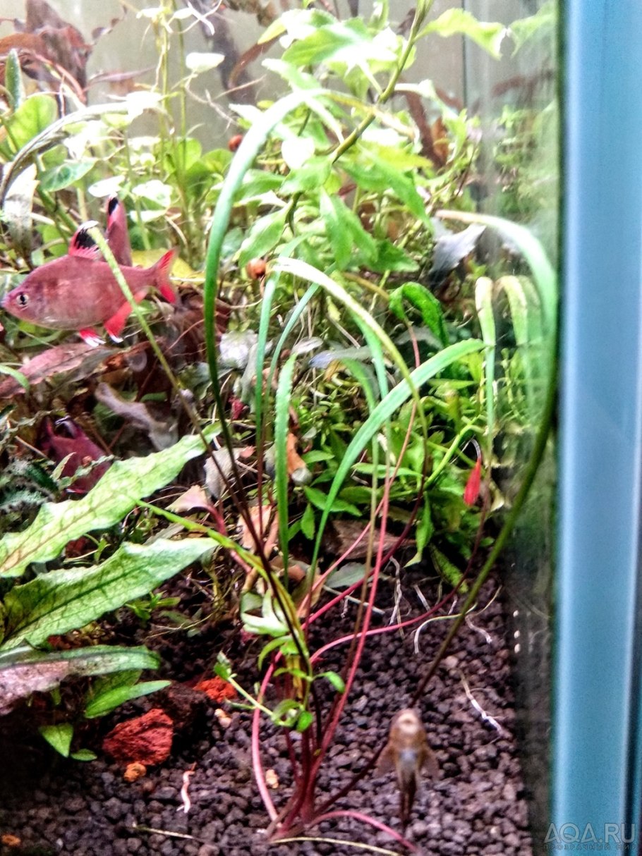 Криптокорина розовая пантера