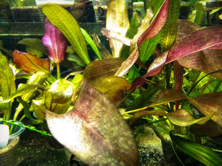 Криптокорина Хертеля