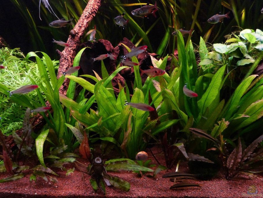 Криптокорина обратноспиральная