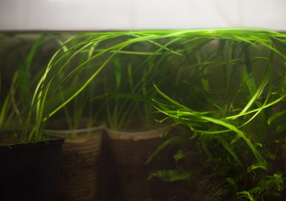 Криптокорина обратноспиральная