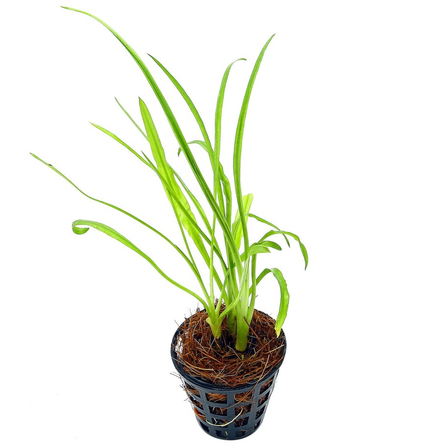 Криптокорина ретроспиралис