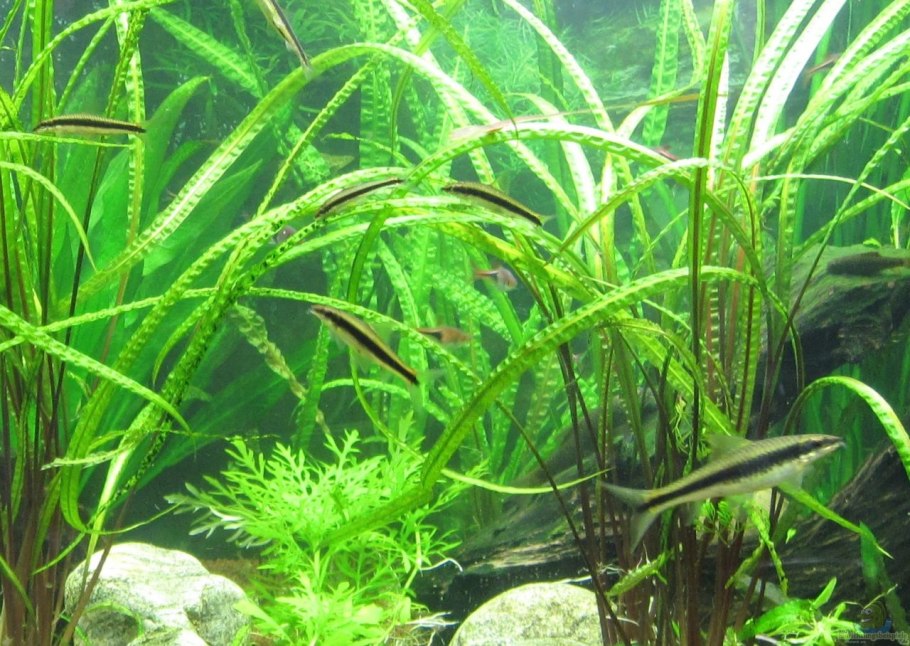 Криптокорина криспатула (Cryptocoryne crispatula)