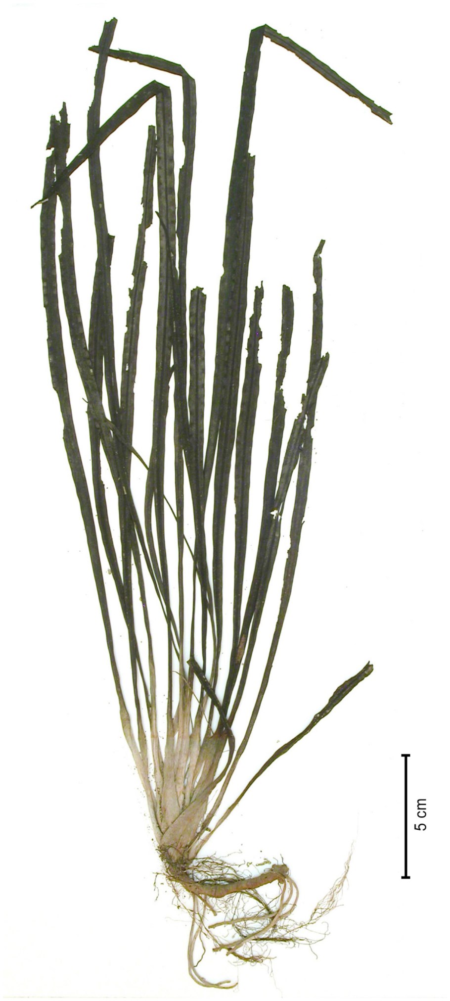 Cryptocoryne Tonkinensis