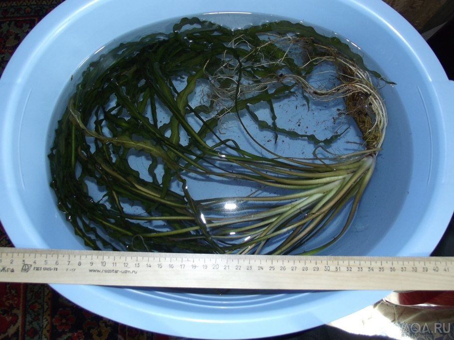 Крипта тонкиненсис водоросли