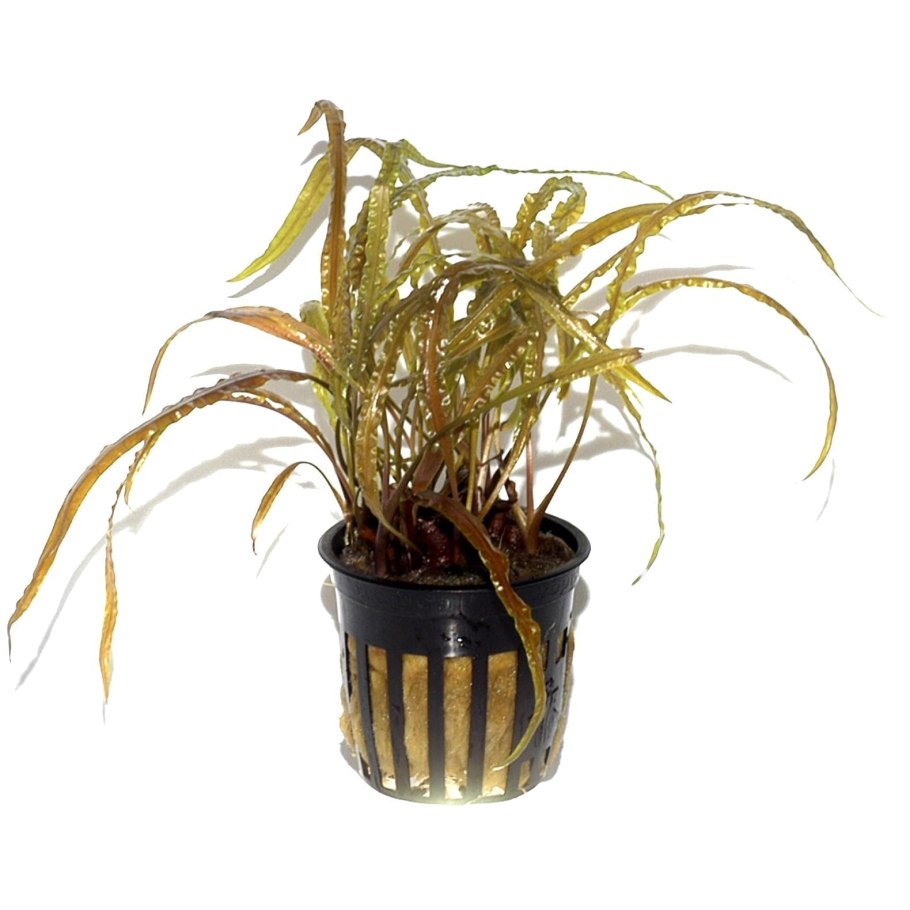 Криптокорина аквариумное