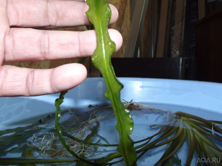 Криптокорина криспатула куботае