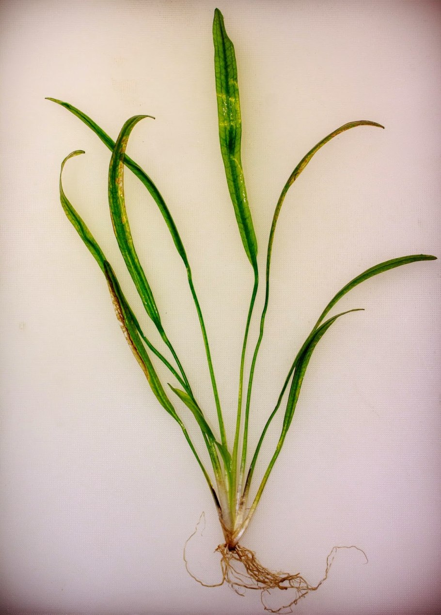 Криптокарина буролистная