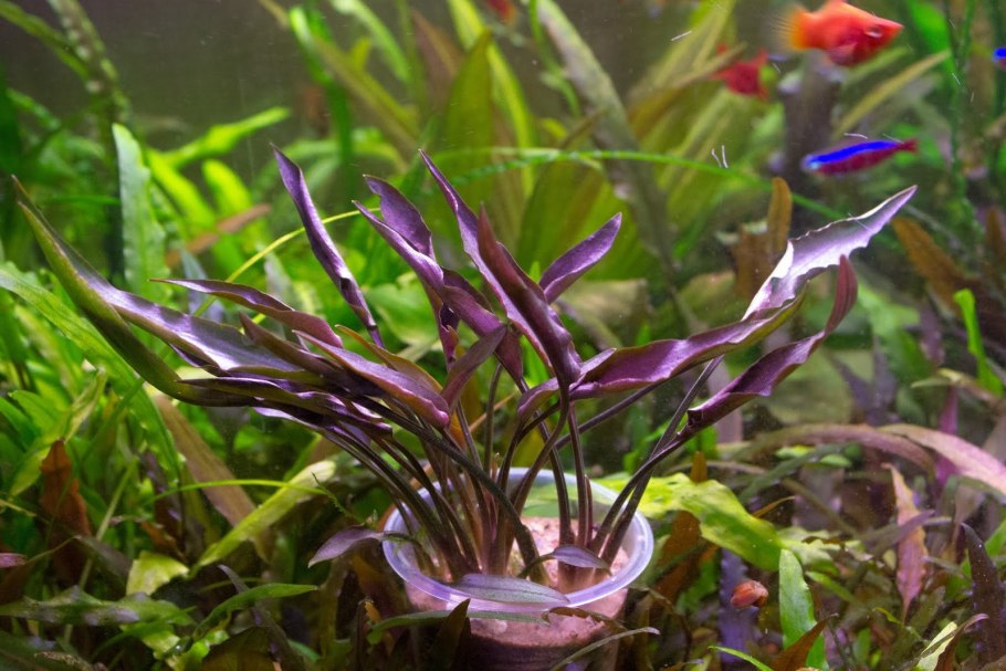 Cryptocoryne SP. Kannor